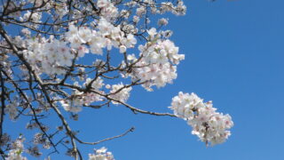 お花見会